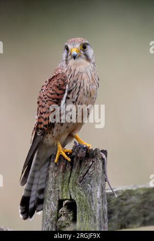 KESTREL (Falco tinnunculus) sur un post avec Prey, Royaume-Uni. Banque D'Images