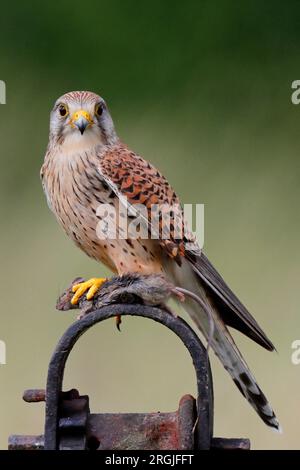 KESTREL (Falco tinnunculus) avec une souris, Royaume-Uni. Banque D'Images