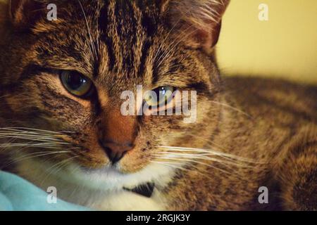 Un chat tabby rayé maquereau regarde la scène de passage depuis un perchoir sûr. Banque D'Images