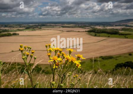 Alciston, 6 août 2023 : vue sur les terres agricoles depuis la piste du passeur Banque D'Images