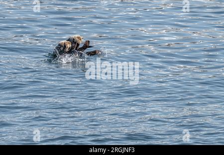 Deux loutres de mer à la surface dans le détroit de Prince William, Alaska, États-Unis Banque D'Images