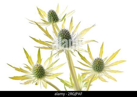 Eryngium × zabelii 'Neptune's Gold' Sea Holly juillet Banque D'Images