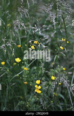 Plantes de prairie, Buttercup, Europe centrale Banque D'Images