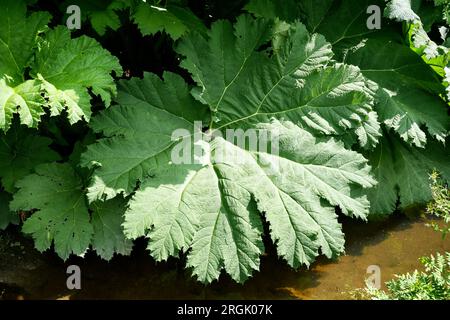 Feuilles géantes de rhubarbe (Gunnera Tinctoria) Banque D'Images