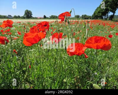 beau champ de coquelicots avec buisson et ciel bleu Banque D'Images