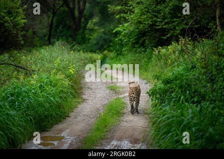 Léopard mâle sauvage indien ou panthère ou panthera pardus fusca dos profil marchant sur la piste forestière ou sentier en fond vert naturel pendant la mousson Banque D'Images