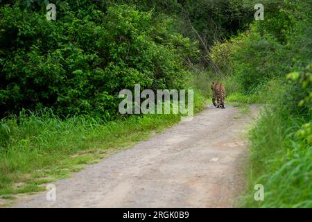 Léopard mâle sauvage indien ou panthère ou panthera pardus fusca dos profil marchant sur la piste forestière ou sentier en fond vert naturel pendant la mousson Banque D'Images