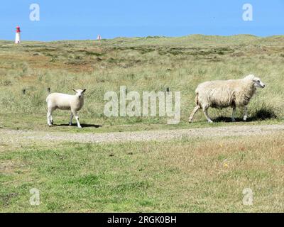 Mère mouton et un jeune mouton traversent le chemin sur l'île Sylt Allemagne - en arrière-plan un phare Banque D'Images