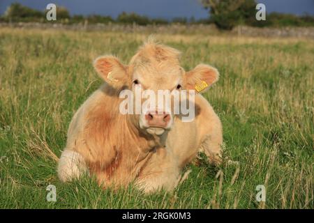 Bovins ; Charolais race taureau couché dans l'herbe dans le champ sur les terres agricoles en Irlande rurale Banque D'Images