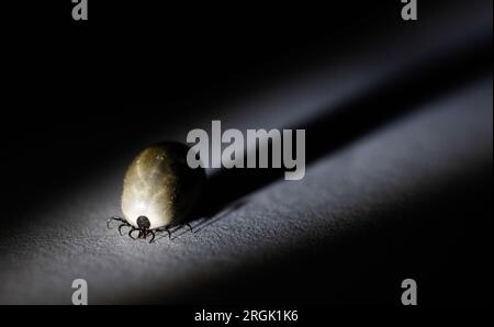 Motala, Suède. 9 août 2023. Gros plan d'une tique. Crédit : Jeppe Gustafsson/Alamy Live News Banque D'Images