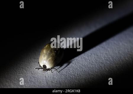 Motala, Suède. 9 août 2023. Gros plan d'une tique. Crédit : Jeppe Gustafsson/Alamy Live News Banque D'Images