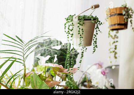 Différentes plantes exotiques au rebord de fenêtre. Senecio Rowleyanus House Plant dans un pot de seau suspendu blanc. String of Pearls, String of Hearts in Hanging po Banque D'Images