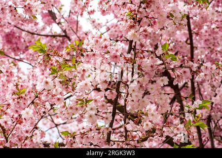 Fleur de cerisier. Belle fleur de cerisier rose sur l'arbre. Banque D'Images