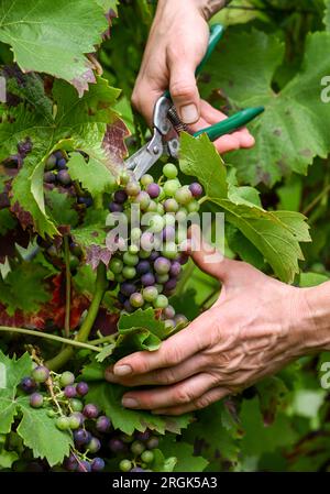 10 août 2023, Brandenburg, Töplitz : la vigneronne Daniela Schönitz du vignoble biologique Klosterhof Töplitz récolte les raisins encore non mûrs pour le seul Verjus de Brandebourg sur le Vieux vignoble Töplitz. La spécialité culinaire est considérée dans la cuisine haut de gamme comme un substitut au vinaigre, qui, cependant, prend place à l'arrière et met ainsi en valeur les autres produits. Les engrais chimiques, synthétiques, pesticides et herbicides ne sont pas utilisés. La structure riche en minéraux du sol permet ici aux vins particulièrement frais et fruités typiques du cépage de mûrir. Photo : Jens Kalaene/dpa Banque D'Images