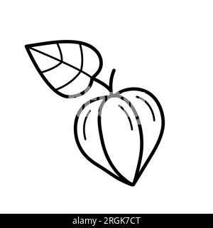 Fleur de physalis fermée. Elément botanique d'automne. Style griffon Doodle Sketch. Illustration vectorielle isolée sur fond blanc. Illustration de Vecteur