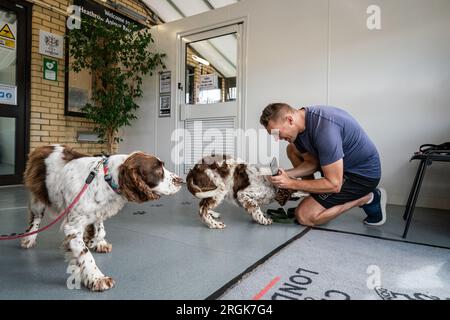 Un propriétaire est réuni avec ses Springer Spaniels au Heathrow Animal Reception Centre. Chaque année, environ 14 000 chiens et chats, 400 chevaux, 100 000 reptiles, 1 000 oiseaux et 28 millions de poissons sont importés par l'aéroport d'Heathrow à Londres. Date de la photo : jeudi 10 août 2023. Banque D'Images