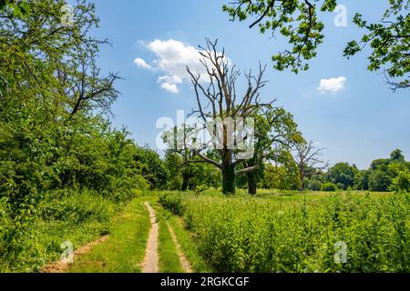 Sentier dans le domaine de Audley End House and Gardens Banque D'Images