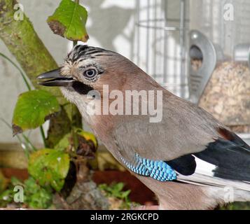 Photographier des oiseaux chanteurs en automne près des mangeoires - Eurasian jay Banque D'Images