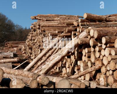 Pile de rondins de bois abattus dans les bois, troncs d'arbres abattus, forêt Banque D'Images