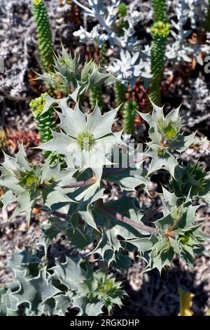 Grèce, Halkidiki, Sea Holly aka Sea Eryngium Banque D'Images