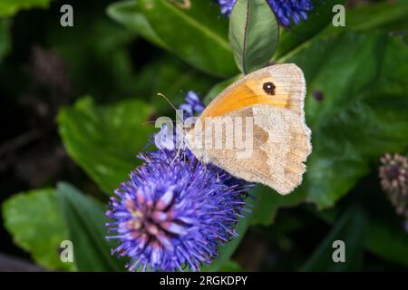 Papillon brun des prés, Maniola jurtina, sur une fleur d'Hebe. Banque D'Images