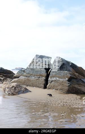 Un oiseau noir sur une plage à côté de magnifiques rochers à Bandon, Oregon. Banque D'Images