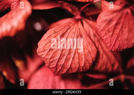 Prise de vue macro de feuilles rouge vif de plantes poussant dans le jardin avec mise au point sélective Banque D'Images