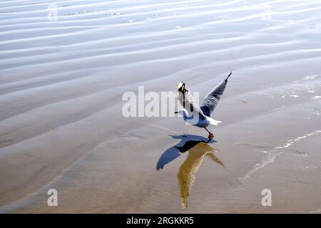 Mouette décollant de la plage montrant son reflet et son ombre dans le sable, Southland, South Island, Nouvelle-Zélande Banque D'Images