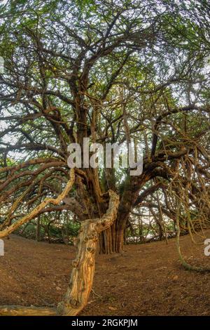 Ormiston Yew Trees Banque D'Images