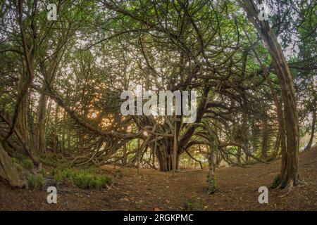 Ormiston Yew Trees Banque D'Images