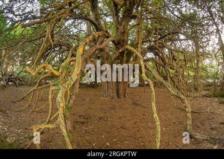 Ormiston Yew Trees Banque D'Images