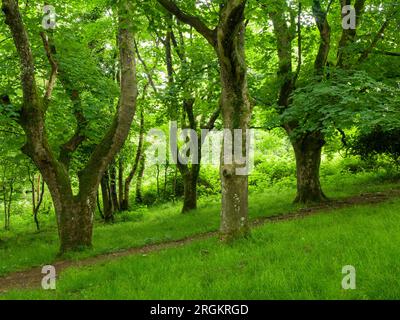 King’s Wood, l’ancienne forêt de feuillus dans les collines Mendip près d’Axbridge, Somerset, Angleterre. Banque D'Images