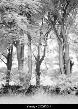 Une image infrarouge en noir et blanc de hêtres communs en train de vaciller dans les collines de Mendip, Somerset, Angleterre. Banque D'Images