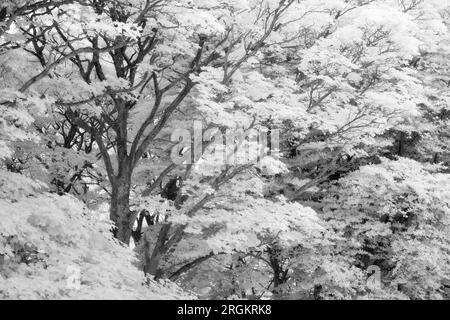 Une image infrarouge noir et blanc de sycomores et de hêtres en train de vaciller dans les collines de Mendip, Somerset, Angleterre. Banque D'Images