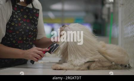 PET Job toilettage et brossage de fourrure de chien Shih-Tzu après le bain. Processus de lavage et de bain de PET à la place de service d'affaires local Banque D'Images