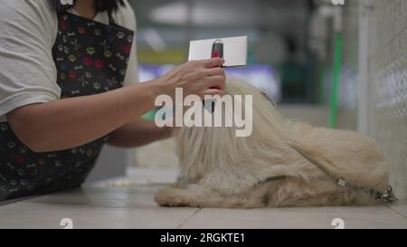 PET Job toilettage et brossage de fourrure de chien Shih-Tzu après le bain. Processus de lavage et de bain de PET à la place de service d'affaires local Banque D'Images