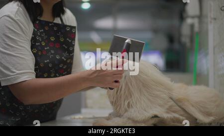 PET Job toilettage et brossage de fourrure de chien Shih-Tzu après le bain. Processus de lavage et de bain de PET à la place de service d'affaires local Banque D'Images