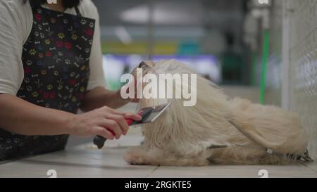 PET Job toilettage et brossage de fourrure de chien Shih-Tzu après le bain. Processus de lavage et de bain de PET à la place de service d'affaires local Banque D'Images