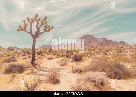 Vue du paysage de la zone de conservation Desert View à Joshua Tree, Californie. Format paysage utilisant un style de photographie high-key. Banque D'Images