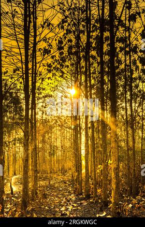 Découvrez la beauté fascinante d'un coucher de soleil jetant sa lueur dorée sur les arbres arides de la forêt de Kemlagi pendant la saison sèche. Alors que le soleil plonge bel Banque D'Images