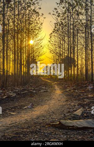 Découvrez la beauté fascinante d'un coucher de soleil jetant sa lueur dorée sur les arbres arides de la forêt de Kemlagi pendant la saison sèche. Alors que le soleil plonge bel Banque D'Images