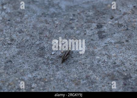 Gros plan insecte Calliptamus italicus ou sauterelle Banque D'Images