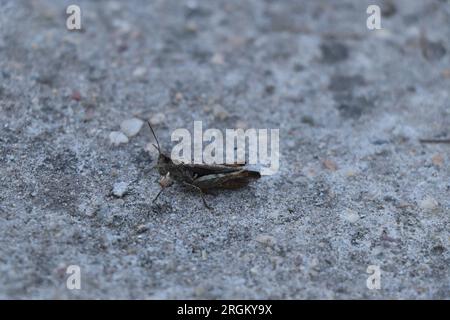 Gros plan insecte Calliptamus italicus ou sauterelle Banque D'Images