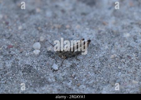 Gros plan insecte Calliptamus italicus ou sauterelle Banque D'Images