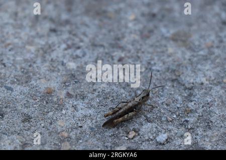 Gros plan insecte Calliptamus italicus ou sauterelle Banque D'Images