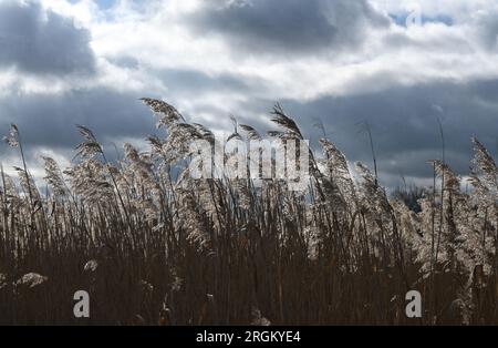 Roseaux dans le vent Banque D'Images