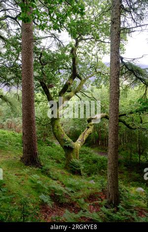 Scènes à Llanberis, Gwynedd, Nord du pays de Galles, Grande-Bretagne Banque D'Images