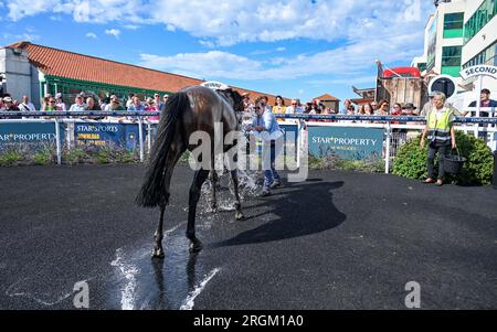 Brighton UK 10 août 2023 - Un cheval est refroidi dans l'enceinte des vainqueurs à Brighton races Ladies Day pendant le Star Sports 3 Day Festival of Racing : Credit Simon Dack / Alamy Live News Banque D'Images