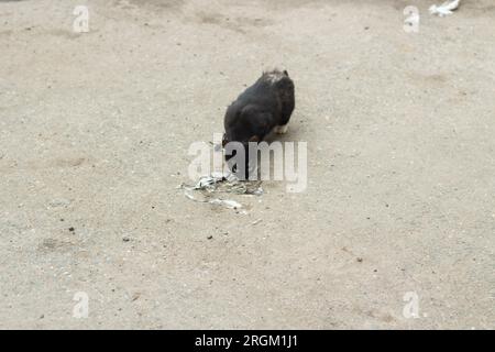 Le chat mange des pigeons morts. Le chat errant mange des restes d'oiseau sur la route. Les animaux mangent. PET est perdu. Banque D'Images