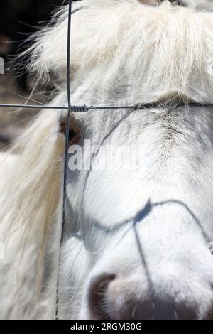 Beau poney blanc regardant derrière une clôture. Banque D'Images